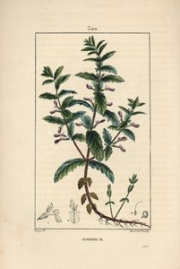 Water germandree - جرثومة مائية ، Teucrium scordium ، تظهر الأزهار والأوراق والساق والجذور. نقش على لوح نحاسي ملون يدويًا بواسطة لامبرت جونيور من رسم لبيير جان فرانسوا توربين من شوميتون وبوارت ولوحة لا فلور ميدي "" لشامبرت بواسطة بيير جان فرانسوا توربين