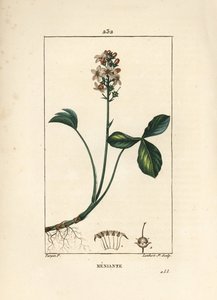 ماء ثلاثي الفصوص أو ماء ثلاثي الفصوص - المريخ ثلاثي الفصوص ، Menyanthes trifoliata. نقش على لوح نحاسي ملون يدويًا بواسطة لامبرت جونيور من رسم بيير جان فرانسوا توربين من شوميتون ، بوارت و "" لا فلور ميديكال "لشامبيرت" ، "باريس ، بواسطة بيير جان فرانسوا توربين