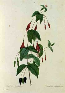 الفوشيه coccinea ، من "اختيار أجمل الزهور"