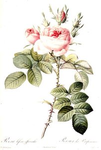Rosa Bifera Officinalis ، محفور بواسطة Langlois ، نشره Remond (نقش ملون) بواسطة بيير جوزيف (بعد) Redoute