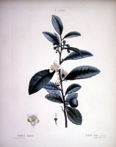 ثيا بوهيا - The Bou by Redoute. - في "" Nouveau Duhamel du Monceau أو رسالة عن الأشجار وتغلف تلك الثقافة في فرنسا "، أرقام وفقًا لرسومات PJ Redoute و P. Bessa ، باريس