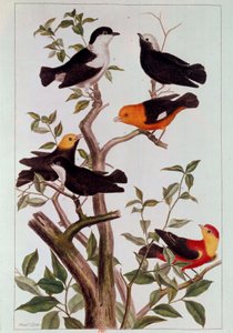 طيور على فروع الطباعة الحجرية لبيير جوزيف (1731-1807) القرن الثامن عشر ، باريس ، بن بواسطة بيير جوزيف بوشوز