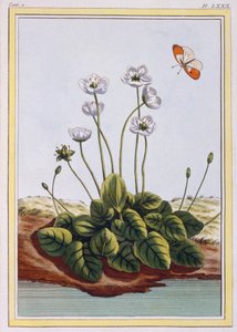 Quackgrass of Parnassus Grass of Parnassus، حانة. 1776. بواسطة بيير جوزيف بوشوز