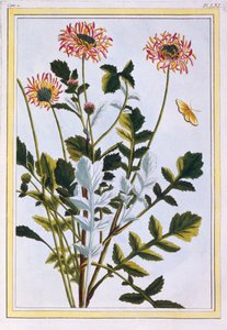 الإثيوبي Arctotis الأفريقي ديزي ، حانة. 1776. بواسطة بيير جوزيف بوشوز