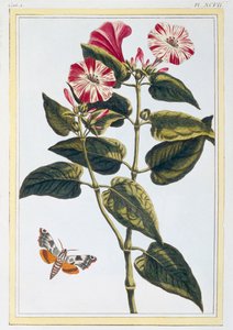 La Belle de Nuit Morning Glory، pub. 1776. بواسطة بيير جوزيف بوشوز
