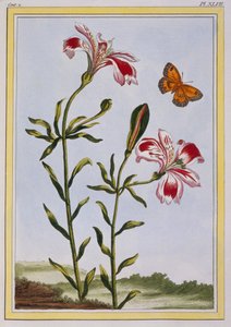 الزهرة المرقطة للإنكا الزنبق البيروفي ، حانة. 1776. بواسطة بيير جوزيف بوشوز