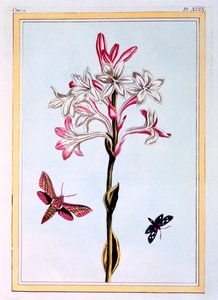مسك الروم ، حانة. 1776. بواسطة بيير جوزيف بوشوز