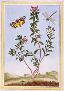 Le Petit Arbutus des Aples Mountain heather، pub. 1776. بواسطة بيير جوزيف بوشوز