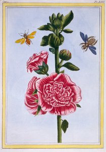 Passerose Hollyhock ، حانة. 1776. بواسطة بيير جوزيف بوشوز