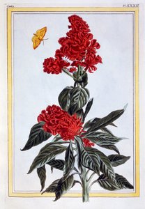 مجموعة متنوعة من أمارانثوس ، حانة. 1776. بواسطة بيير جوزيف بوشوز