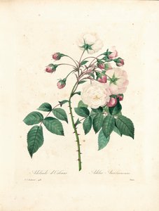 Adelaide d&39;Orléans Rose ، نقشها Victor ، من "اختيار أجمل الزهور وأجمل الفواكه" ، المجلد. أنا ، 1827-1833