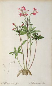 Alstraemeria Ligtu ، من `` Les Liliacees &39;&39; بواسطة Pierre Redoute ، 8 مجلدات ، نشرت 1805-16 ، (النقش الملون) بواسطة بيير جوزيف ريدوت
