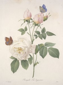 الشاي البنجالي Hymenic ، من اختيار أجمل الزهور وأجمل الفواكه ، 1827 (نقش يدوي بلون)