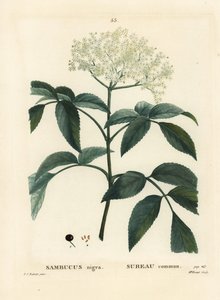 الخمان الأسود أو الخمان الأوروبي ، Sambucus nigra. نقش منقوش يدويًا من قبل الآنسة برينيه بعد رسم بيير جوزيف ريدوت من Henri Louis Duhamel du Moncel