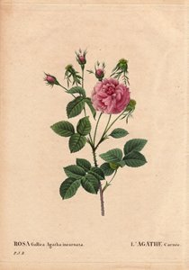 Botanical Board, Flower, Rose Variete: Agathe carnee (Rosa gallica agatha incarnata). Unknown origin, hybrid species of Rose Gallica Damask. In “” Les Roses”, Volume 2 by Pierre Joseph Redoute (1759-1840) بواسطة بيير جوزيف ريدوت