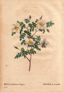 لوح نباتي ، زهرة ، وردة فاريتي: وردة De Candolle البيضاء أو Rose de Candolle (Rosa candolleana elegans). الوردة البرية ، اكتُشفت في جنوب أوروبا وأطلق عليها اسم De Candolle في عام 1819. في "" Les Roses ، المجلد 2 بقلم Pierre Joseph Redoute (1759-1840) بواسطة بيير جوزيف ريدوت