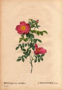 Botanical Board, Flower, Rose Variete: The Cherry Eglantier (Rosa eglanteria sub rubra) repertorie in the greenhouses of Monsieur Vilmorin, circa 1820 and obtained by the seeds of the yellow rose foetida. In “” Les Roses”, Volume 2 by Pierre Joseph Redoute بواسطة بيير جوزيف ريدوت