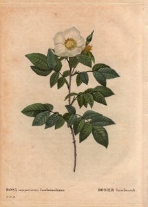 لوح نباتي ، زهرة ، روز فاريتي: وردة Leschenault (Rosa sempervirens Leschenaultiana). اكتشفه السيد Leschenault على نهر Nilgiri (أو Nilagiri أو Nilgiris) يُطلق عليه أيضًا Blue Mountains of India. في منطقة تاميل نادو ، قبل عام 1824. في "" L بواسطة بيير جوزيف ريدوت