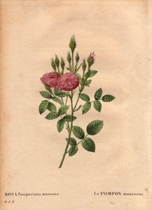 لوح نباتي ، زهرة ، وردة فاريتي: تم اكتشاف نوع "" روز دي مو "(Rosa Pomponiana muscosa) في حديقة في غرب إنجلترا حوالي عام 1801. في" "Les Roses" ، المجلد 2 بواسطة Pierre Joseph Redoute ( 1759-1840) بواسطة بيير جوزيف ريدوت