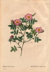لوح نباتي ، زهرة ، تشكيلة الورد: وردة بوش (Rosa dumetorum). من عائلة ورود الكلاب من أوروبا وآسيا ، تم اكتشافها قبل عام 1821. في "" Les Roses "، المجلد 2 بواسطة Pierre Joseph Redoute (1759-1840) بواسطة بيير جوزيف ريدوت