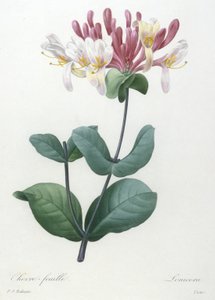 Chevre-feuille ، من Choice Des Plus Belle Fleurs et des Beaux Fruits ، 1827 (نقش يدوي ملون)