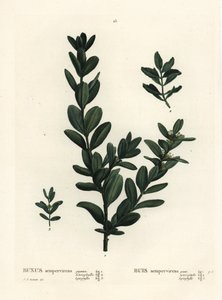 الصندوق المشترك ، الصندوق الأوروبي أو خشب البقس ، Buxus sempervirens (gigantea ، heterophylla و leptophylla). نقش منقوش يدويًا بعد رسم بيير جوزيف ريدوت من Henri Louis Duhamel du Monceau's Treat des Arbres et Shrustes ، باريس بواسطة بيير جوزيف ريدوت