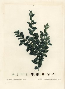 الصندوق المشترك ، الصندوق الأوروبي أو خشب البقس ، Buxus sempervirens fruticosa. نقش منقوش يدويًا بعد رسم بيير جوزيف ريدوت من Henri Louis Duhamel du Monceau
