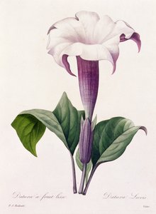 Dature Laevis (نقش ملون) بواسطة بيير جوزيف ريدوت