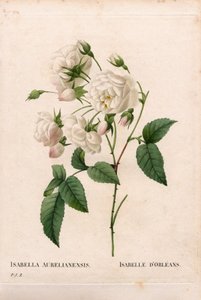 وردة دوقة أورليانز ، تشكيلة روزا جاليكا. نقش على لوح نحاسي منقوش يدويًا من "" Les Roses "لبيير جوزيف Redoute ،" باريس بواسطة بيير جوزيف ريدوت