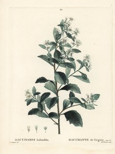السكريات الشرقية ، شجيرة الأرض ، الآس البحري أو شجيرة الملح ، Baccharis halimifolia. نقش منقوش يدويًا من قبل الآنسة برينيه بعد رسم بيير جوزيف ريدوت من Henri Louis Duhamel du Moncel