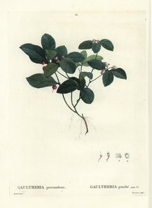 الشاي الشرقي ، الشطرنج أو البوكسبيري ، Gaultheria procumbens. نقش منقوش يدويًا بواسطة Tassaert بعد رسم بيير جوزيف Redoute من Henri Louis Duhamel du Moncel