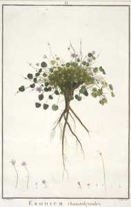 ديزي شاميدريويدس ، من Geraniologia ، أو ساعات ، PELARGONII ، أيقونات تاريخ Monsoniae Grielum لتوضيح ، 1787-88 (نقش يدوي) بواسطة بيير جوزيف ريدوت