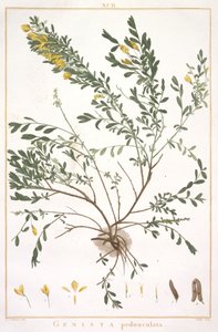 ساكن المكنسة من شرائط جديدة أو أقل Cognitae ، 1784 (نقش يدوي) بواسطة بيير جوزيف ريدوت