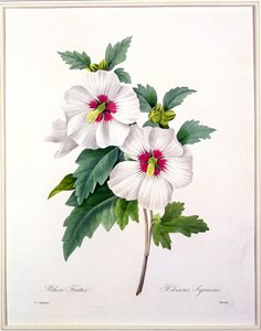 الكركديه syriacus ، منقوش من قبل Bessin ، من "Choix des Plus Belles Fleurs" ، 1827