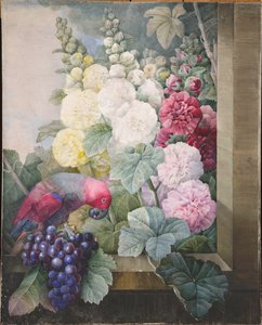 Hollyhocks والعنب والببغاء 1836. بواسطة بيير جوزيف ريدوت