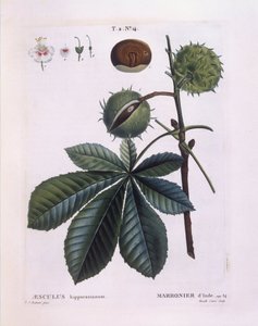 كستناء الحصان أو شجرة كونكر (Aesculus hippocastanum) ، Henry Louis Duhamel du Monceau ، لوحة نباتية بواسطة Pierre Joseph Redouté بواسطة بيير جوزيف ريدوت