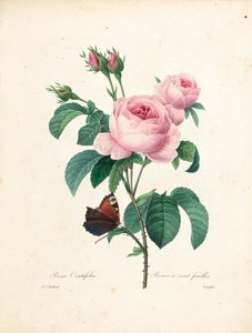 مائة ليف مزركش ، منقوش بواسطة Langlois ، من اختيار أجمل الزهور وأجمل الفواكه ، المجلد. أنا ، 1827-1833