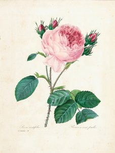 مائة ليف روز ، من "اختيار أجمل الزهور وأجمل الفواكه" ، المجلد. أنا ، 1827-1833