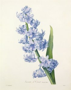 Hyacinthus orientalis (السنبل المشترك) ، منقوش بواسطة Victor ، من "Choix des Plus Belles Fleurs" ، 1827