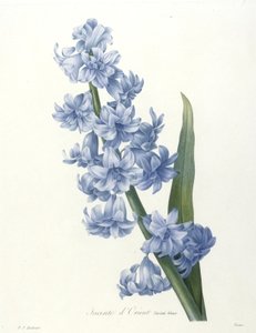 Jacinte dOrient ، أزرق متنوع ، من Choice Des Plus Belle Fleurs et des Beaux Fruits ، 1827 (نقش يدوي منقوش يدويًا)