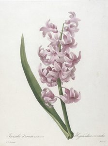 صفير وردة ذهبية متنوعة ، Hyacinthus orientalis ، من اختيار أجمل الزهور وأجمل الفواكه ، 1827 (نقش بخط اليد)