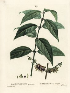 Japanese allspice, Chimonanthus praecox (Calycanthus praecox). Handcoloured stipple engraving by Moret after an illustration by Pierre-Joseph Redoute from Henri Louis Duhamel du Moncel