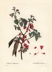شجرة يهوذا ، Cercis siliquastrum. نقش منقوش يدويًا بواسطة Tassaert بعد رسم بيير جوزيف Redoute من Henri Louis Duhamel du Moncel