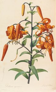 ليلاك ، 1804-1815. بواسطة بيير جوزيف ريدوت