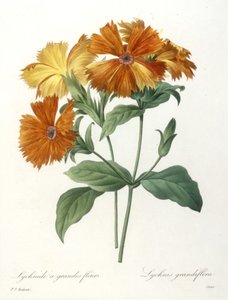 Lychnid المزهرة الكبيرة ، Lychnus grandiflora ، من Choice Des Plus Belle Fleurs et des Beaux Fruits ، 1827 (نقش يدوي ملون)