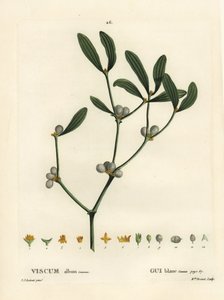 الهدال ، ألبوم Visum. نقش منقوش يدويًا من قبل الآنسة برينيه بعد رسم بيير جوزيف ريدوت من Henri Louis Duhamel du Moncel