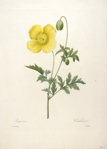 Papaver ، من Choice Des Plus Belle Fleurs et des Beaux Fruits ، 1827 (نقش يدوي ملون)