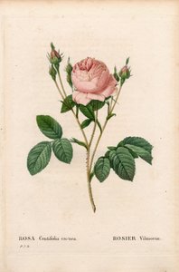 بينك فيلمورين ، روزا سنتيفوليا فيلمورين. نقش على لوح نحاسي مُنقط يدويًا من "" Les Roses "لبيير جوزيف Redoute ،" باريس بواسطة بيير جوزيف ريدوت