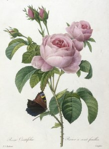 Rosa Centifolia ، Rosier مائة feuilles ، من Choice Des Plus Belle Fleurs et des Beaux Fruits ، 1827 (نقش يدوي ملون)