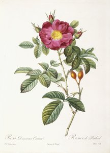 Rosa Damascena Coccina بواسطة بيير جوزيف ريدوت